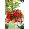 Begonia zwisająca - czerwona - GIGA paczka! - 100 szt.