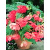 Begonia zwisająca - różowa - GIGA paczka! - 100 szt.