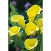 Calla Cream - GIGA paczka! - 50 szt.