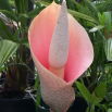 Dziwidło różowe - Amorphophallus bulbifer - unikat! - GIGA paczka! - 50 szt.