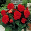 Begonia strzępiasta - czerwona - GIGA paczka! - 100 szt.