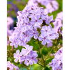 Floks (Phlox) - Płomyk wiechowaty - All In One - duża paczka! - 10 szt.