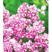 Floks (Phlox) - Płomyk wiechowaty - Peppermint Twist - duża paczka! - 10 szt.