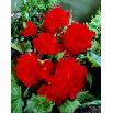 Begonia pełna - czerwona - GIGA paczka! - 100 szt.