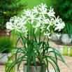Nerine Alba - GIGA paczka! - 50 szt.