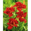 Liliowiec Double Firecracker - GIGA paczka! - 50 szt.