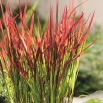 Imperata cylindryczna - Red Baron - GIGA paczka! - 50 szt.