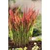 Imperata cylindryczna - Red Baron - GIGA paczka! - 50 szt.