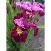 Irys syberyjski, Kosaciec - Miss Apple - GIGA paczka! - 50 szt.