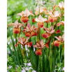 Irys syberyjski, Kosaciec - Paprikash - GIGA paczka! - 50 szt.