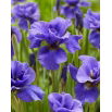 Irys syberyjski, Kosaciec - Rambunctious - GIGA paczka! - 50 szt.