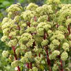Rozchodnik Summer Surprise - Sedum - sadzonka - GIGA paczka! - 50 szt.