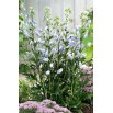 Tojad jasnoniebieski - Aconitum Cloudy - sadzonka - GIGA paczka! - 50 szt.