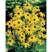 Rudbekia - Goldsturm - GIGA paczka! - 50 szt.