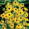 Rudbekia - Goldsturm - GIGA paczka! - 50 szt.