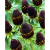 Rudbekia - Green Wizard - GIGA paczka! - 50 szt.