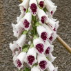 Naparstnica purpurowa - biało-bordowa - GIGA paczka! - 50 szt.