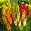 Kniphofia mix - GIGA paczka! - 50 szt.
