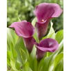 Calla Allure - purpurowa