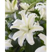Lilia Polar Star - pełna, orientalna i pachnąca
