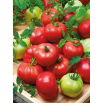 Pomidor Esmira F1 - malinowy, profesjonalny, odporny, bez zielonej piętki - 10 nasion