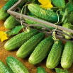 Ogórek Atomic F1 – odmiana profesjonalna, gruntowy, do kwaszenia i konserwowania, bardzo plenny i odporny - 25 nasion