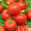 Pomidor Mahitos F1 - wczesny, wielkoowocowy, bardzo odporny, nie pęka - 10 nasion