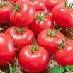 Pomidor Pink King F1 - malinowy, król smaku, słodki miąższ, bardzo plenny - 10 nasion