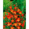 Krokosmia Carmine Brilliant - pomarańczowo-żółta - GIGA paczka! - 500 szt.