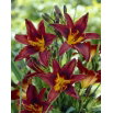 Liliowiec Black Prince - GIGA paczka! - 50 szt.