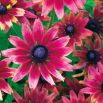 Rudbekia - Cherry Brandy - GIGA paczka! - 50 szt.