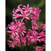 Nerine Bowdenii - GIGA paczka! - 50 szt.