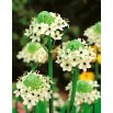 Śniedek Saundersa - Ornithogalum saundersiae - GIGA paczka! - 50 szt.
