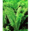 Paproć zielona - Ostrich Plume - duża paczka! - 10 szt.
