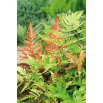 Paproć ogrodowa - Brillance Autumn - sadzonka - duża paczka! - 10 szt.