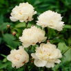 Piwonia, Paeonia - Festiva Maxima - sadzonka - GIGA paczka! - 50 szt.