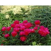 Piwonia, Paeonia - Karl Rosenfield - sadzonka - GIGA paczka! - 50 szt.