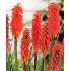Kniphofia czerwona - Nancy Red - GIGA paczka! - 50 szt.