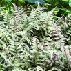 Paproć ogrodowa - Pictum - sadzonka - duża paczka! - 10 szt.