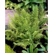 Paproć zielona - Ostrich Plume - duża paczka! - 10 szt.