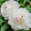 Piwonia, Paeonia - Festiva Maxima - sadzonka - GIGA paczka! - 50 szt.