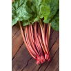 Rabarbar Red Champagne - sadzonka - GIGA paczka! - 50 szt.