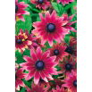Rudbekia - Cherry Brandy - GIGA paczka! - 50 szt.
