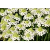 Śniedek Saundersa - Ornithogalum saundersiae - GIGA paczka! - 50 szt.