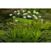Śniedek Saundersa - Ornithogalum saundersiae - GIGA paczka! - 50 szt.