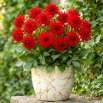Dalia - Red Pygmy - duża paczka! - 10 szt.