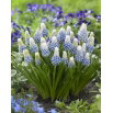 Szafirek - Muscari Mountain Lady - GIGA paczka! - 500 szt.