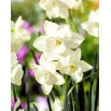 Narcyz Silver Bouquet - duża paczka! - 50 szt.