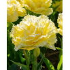 Tulipan Lemon Shoot - GIGA paczka! - 250 szt.