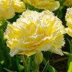 Tulipan Lemon Shoot - GIGA paczka! - 250 szt.
